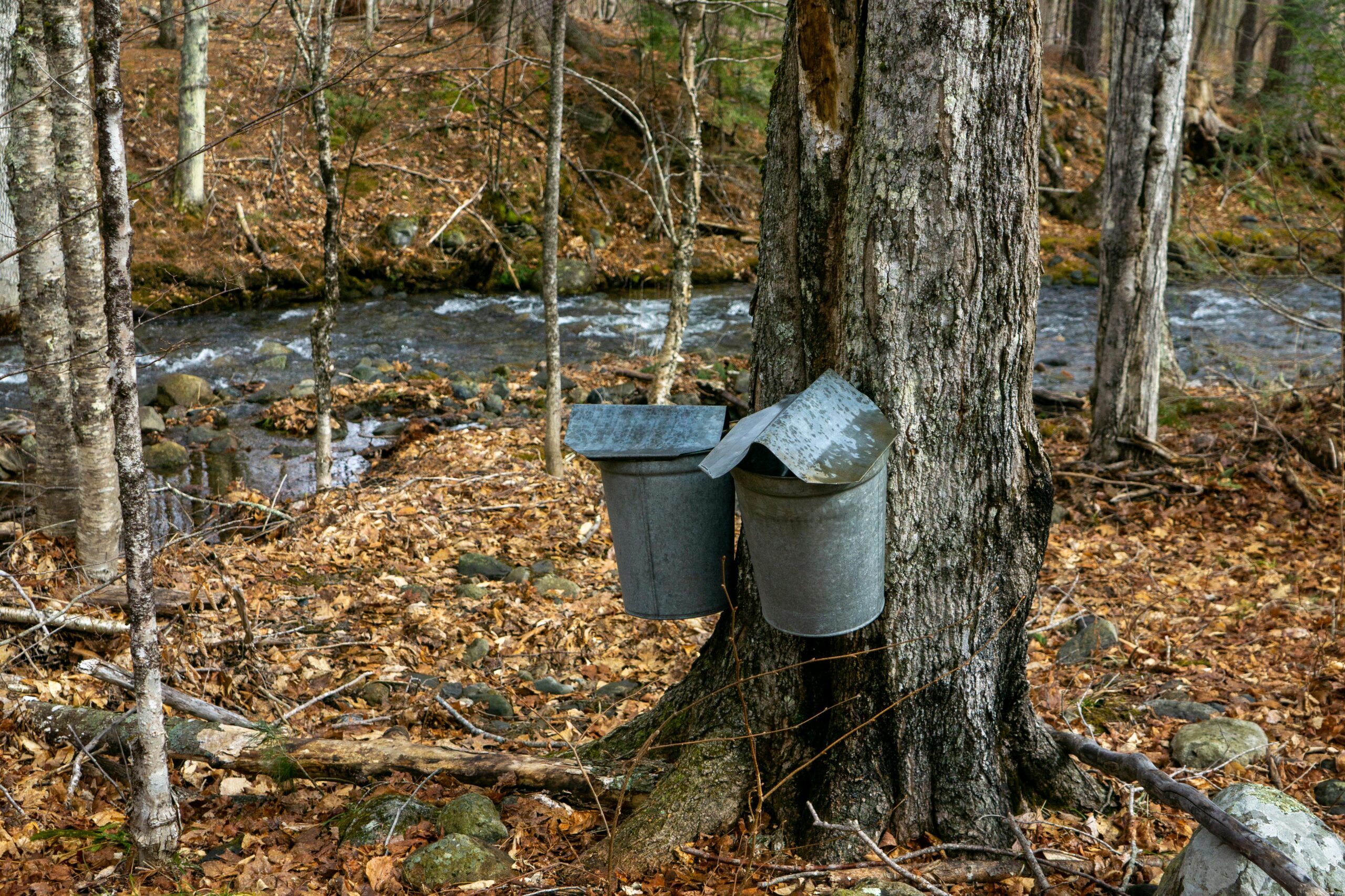 Read more about the article Real-Life Syrup Experiences: Tapping Trees and Tasting Success