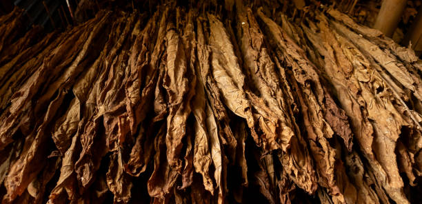 Read more about the article Chew Tobacco Trap: 7 Shocking Truths About Why Smokeless Isn’t Safe and How It Destroys Your Gums