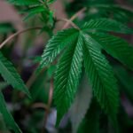 How to Get Medical Cannabis in Liechtenstein: Legal Options for Pain Relief