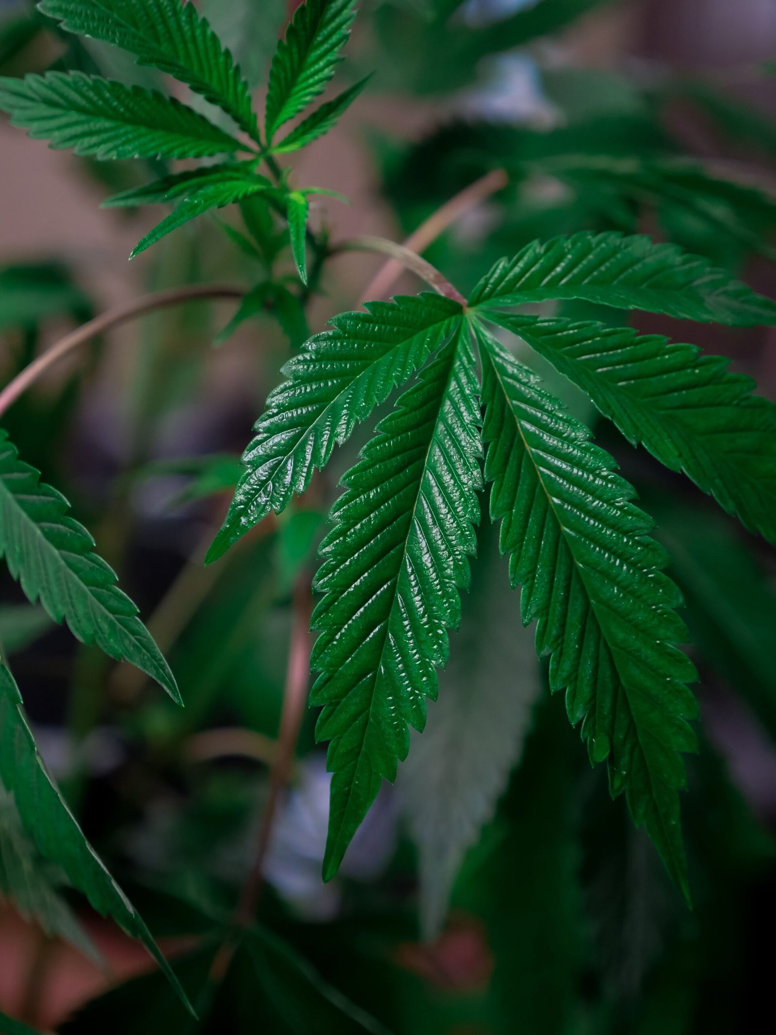 You are currently viewing How to Get Medical Cannabis in Liechtenstein: Legal Options for Pain Relief